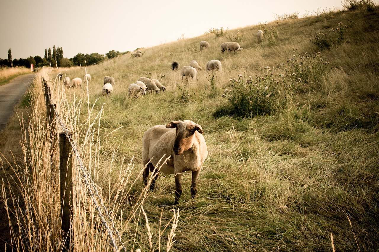 How to Take Captivating Photos of Rural and Countryside Scenes